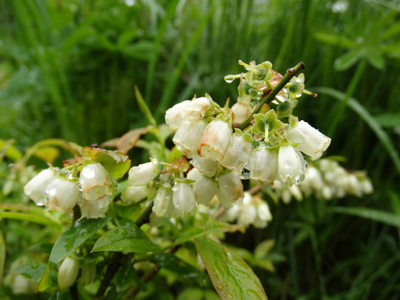 Изображение особи Vaccinium &times; atlanticum.