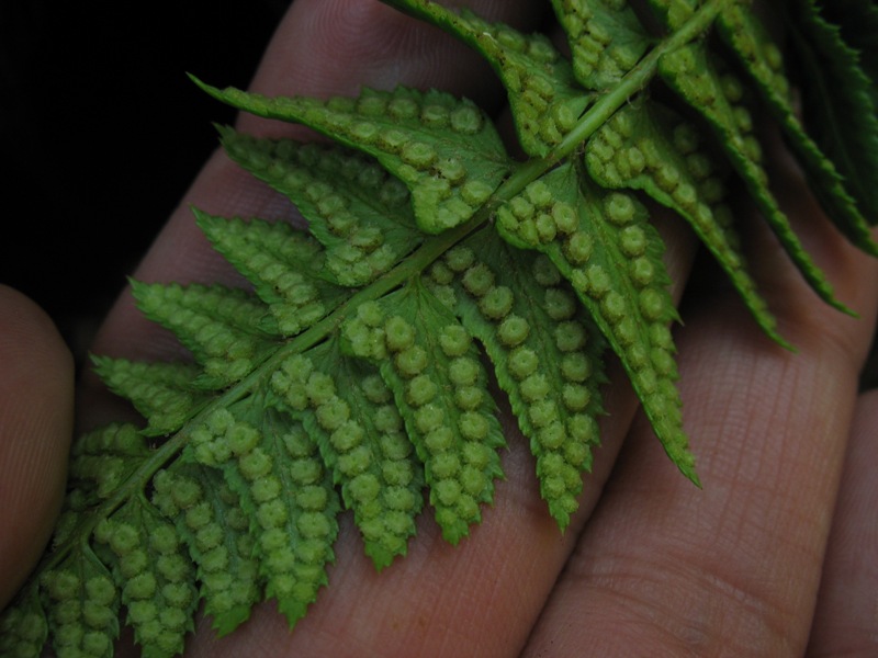 Изображение особи Polystichum lonchitis.