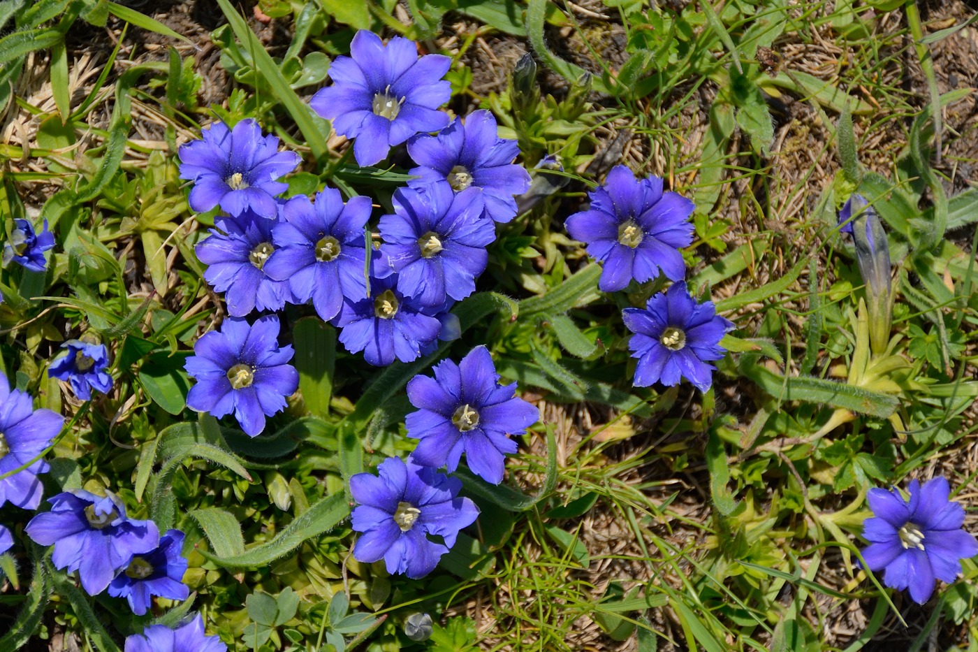 Изображение особи Gentiana dshimilensis.