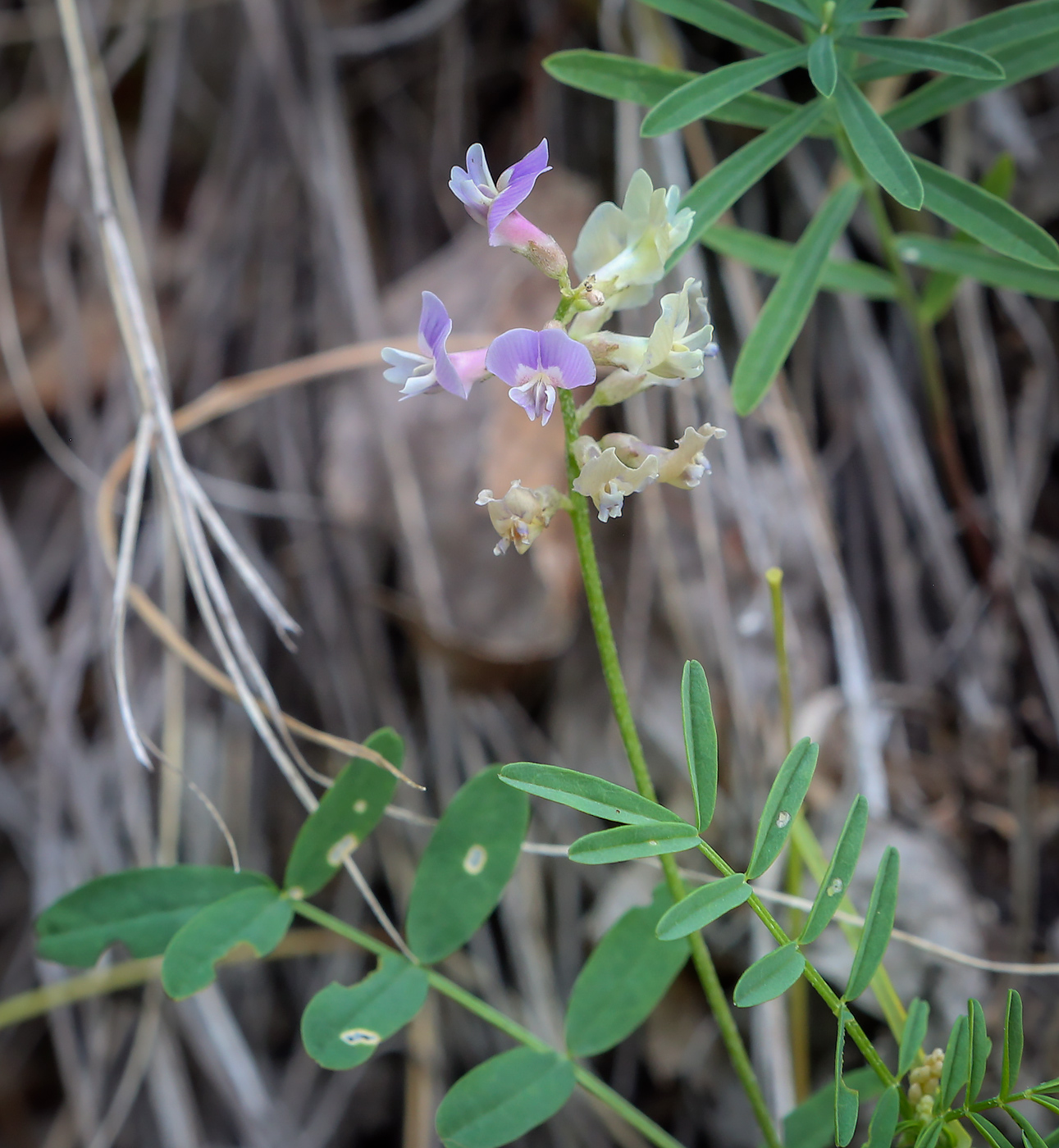 Изображение особи Astragalus silvisteppaceus.