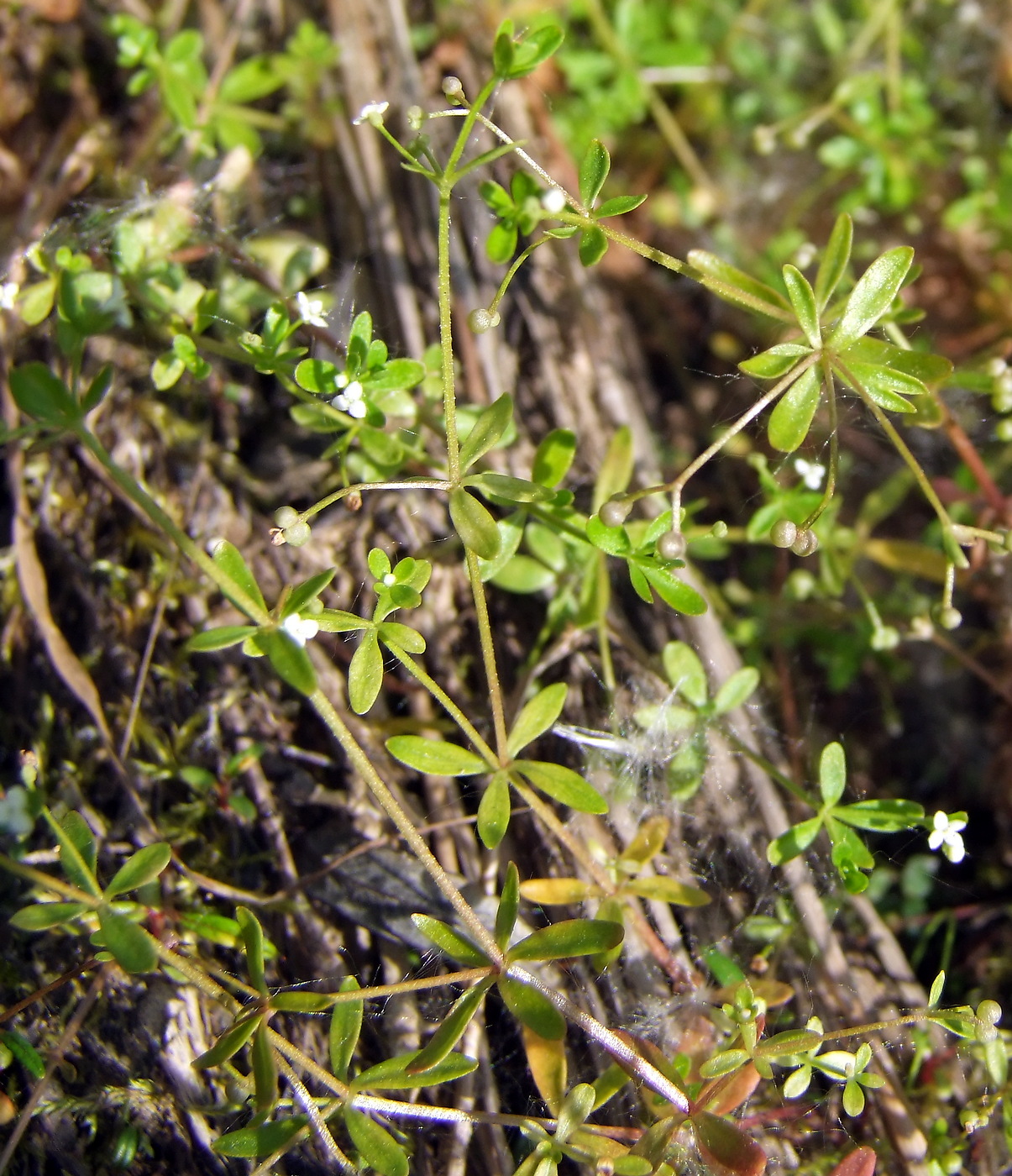 Изображение особи Galium trifidum.