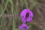 Glandularia pulchella