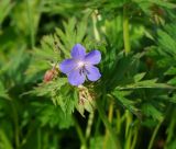 Geranium pratense