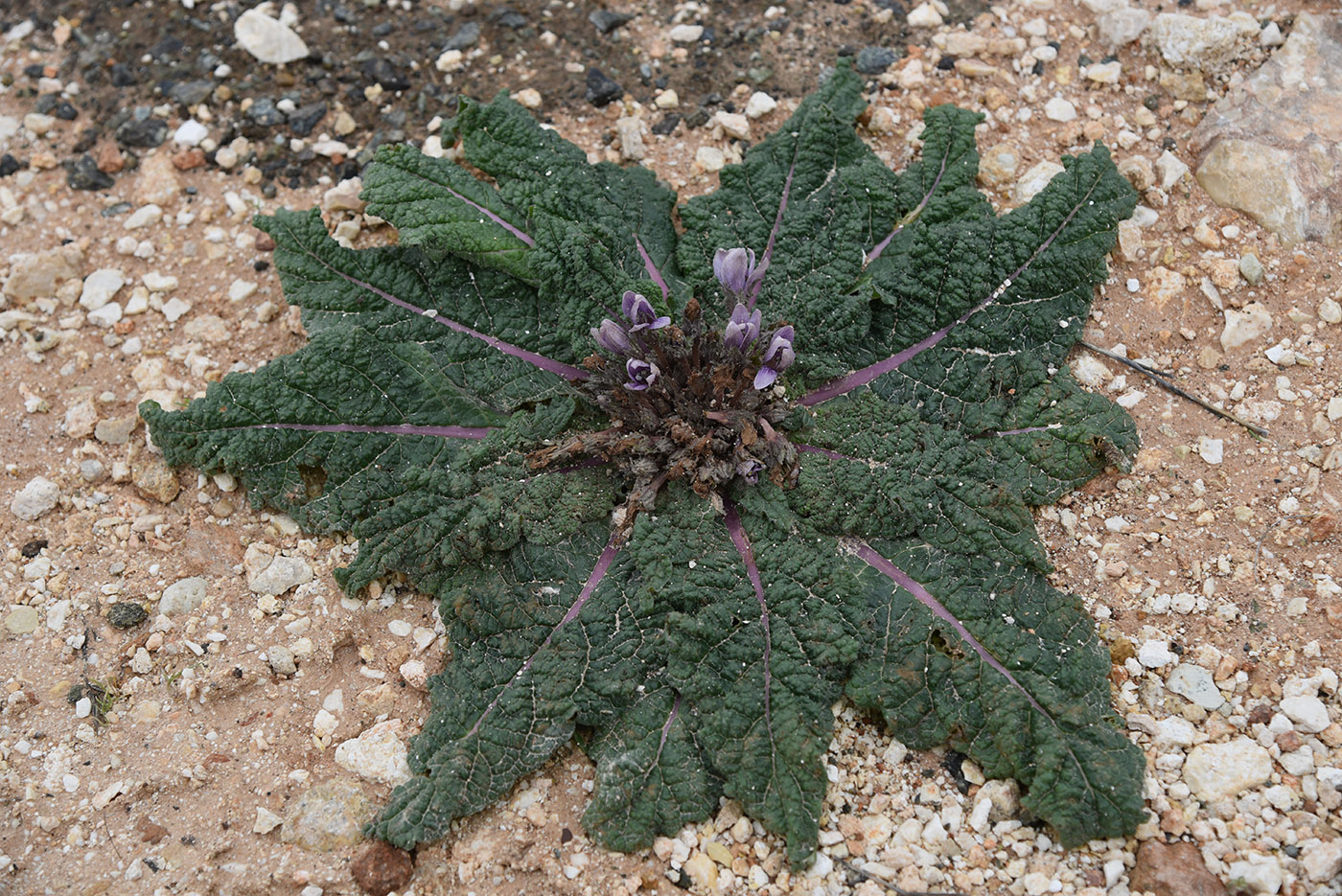 Image of Mandragora autumnalis specimen.