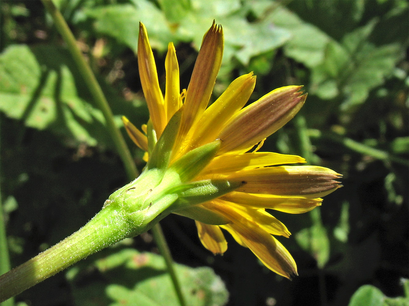 Изображение особи Hyoseris lucida.