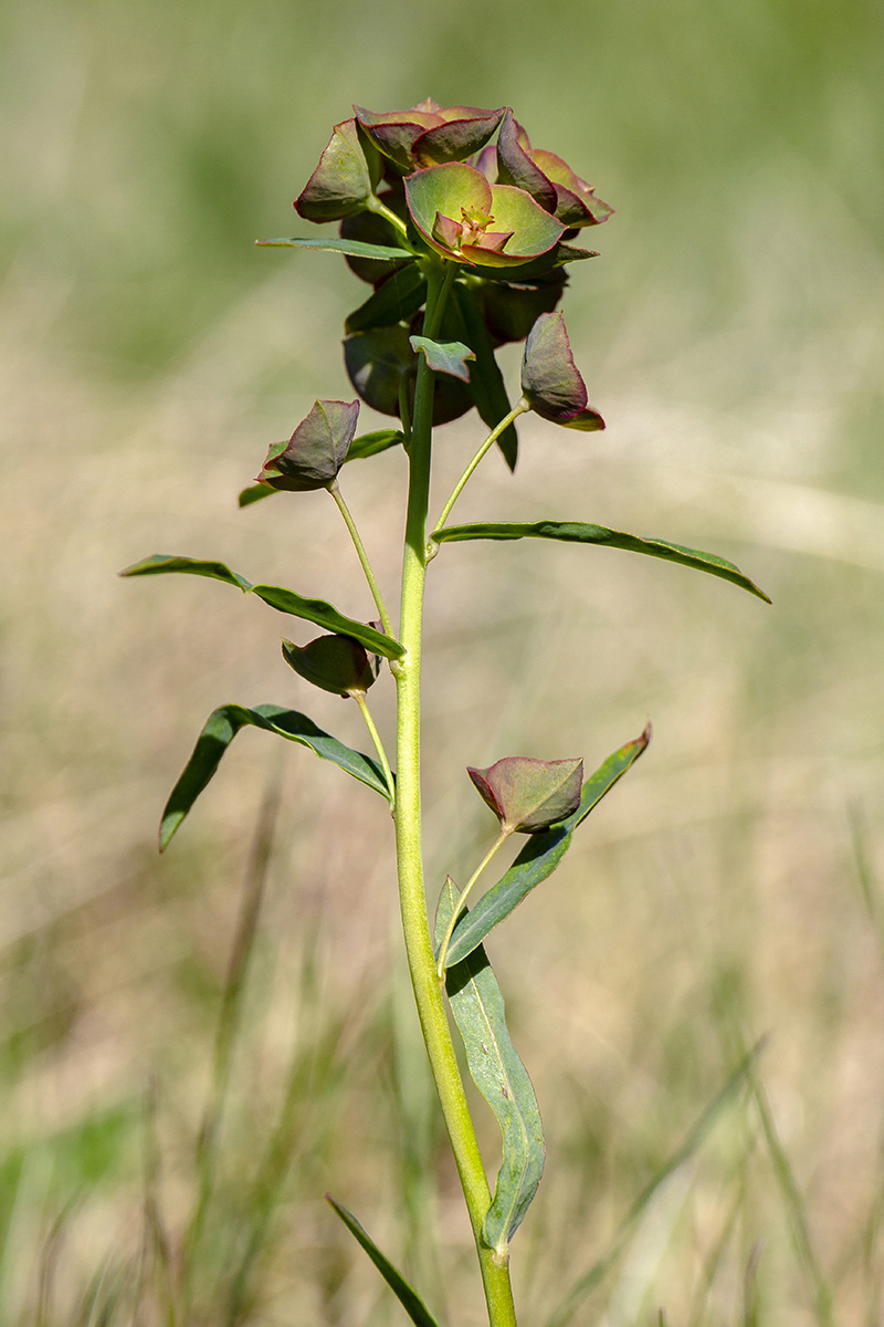 Изображение особи род Euphorbia.