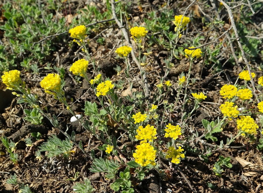 Image of Alyssum trichostachyum specimen.