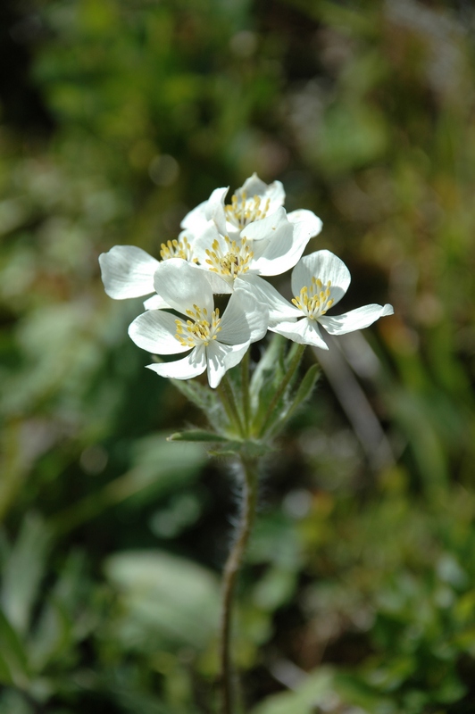 Изображение особи Anemonastrum crinitum.