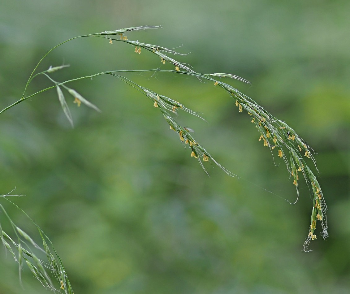 Image of Festuca gigantea specimen.