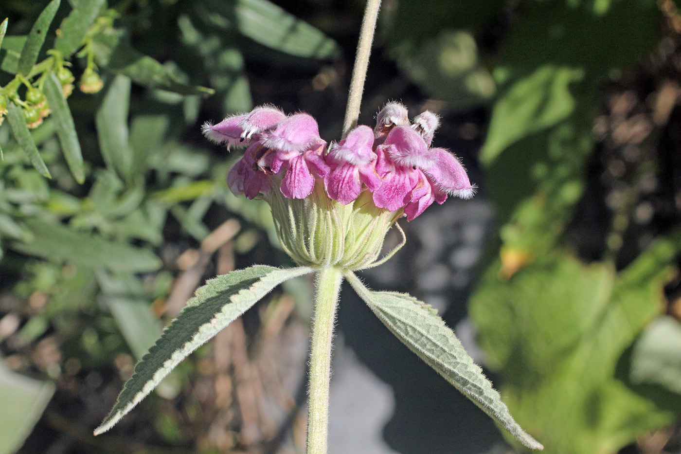 Image of Phlomoides canescens specimen.