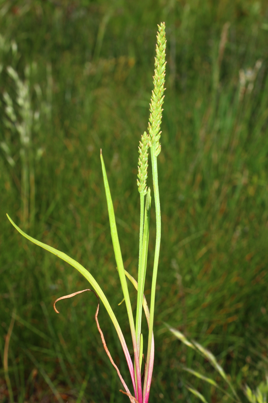 Изображение особи Plantago tenuiflora.