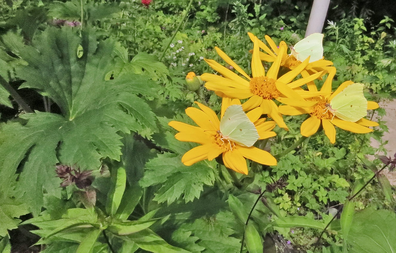 Image of Ligularia yoshizoeana specimen.