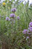 genus Thymus