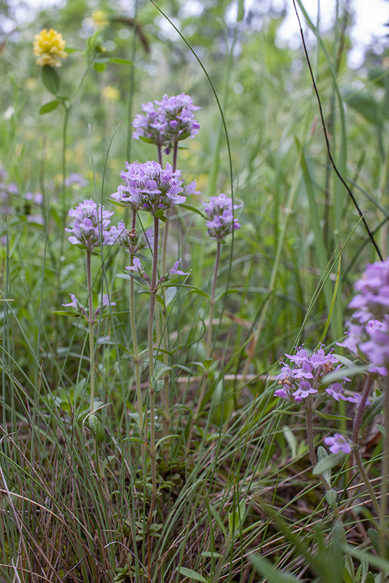 Изображение особи род Thymus.