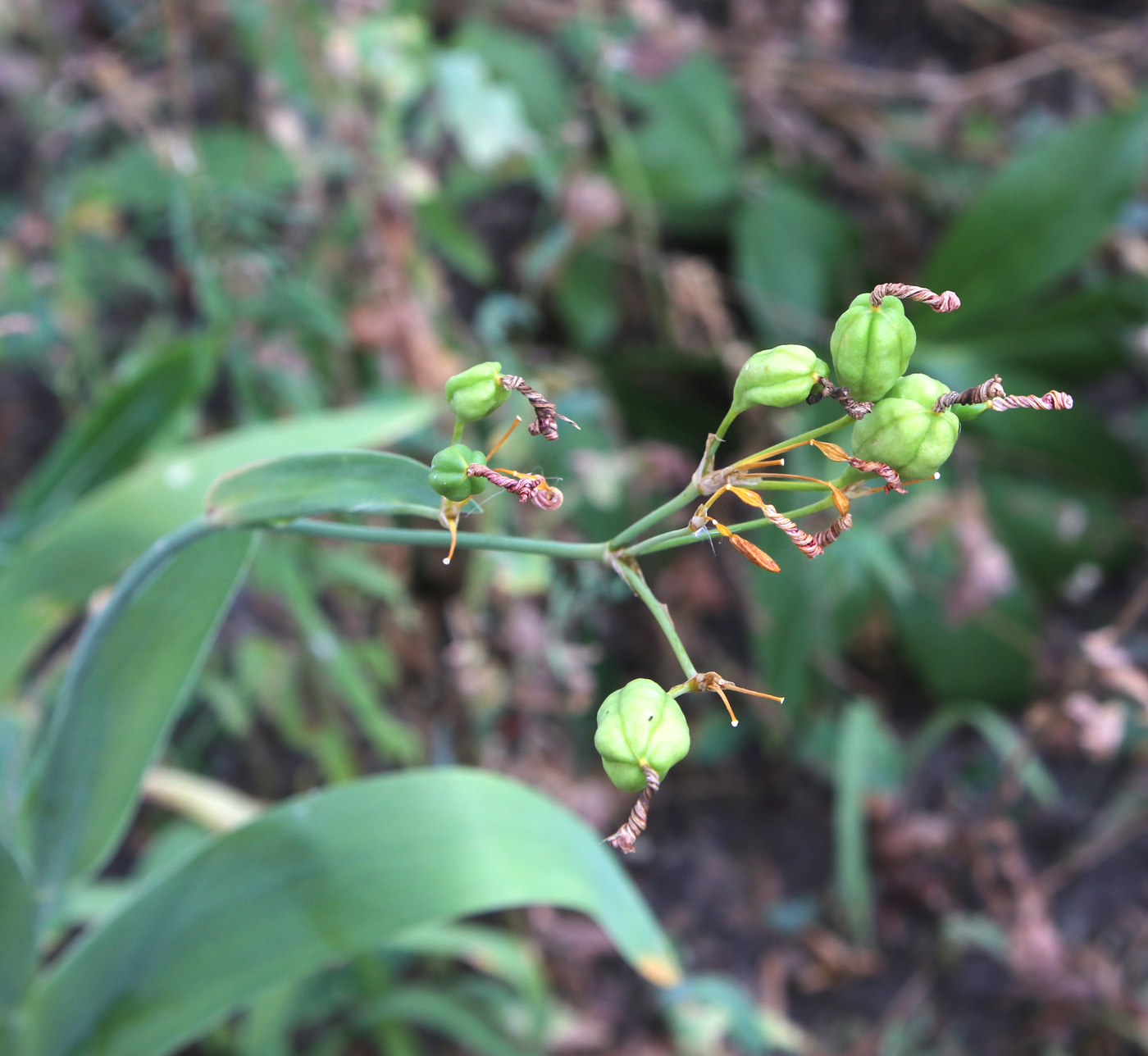 Изображение особи Belamcanda chinensis.