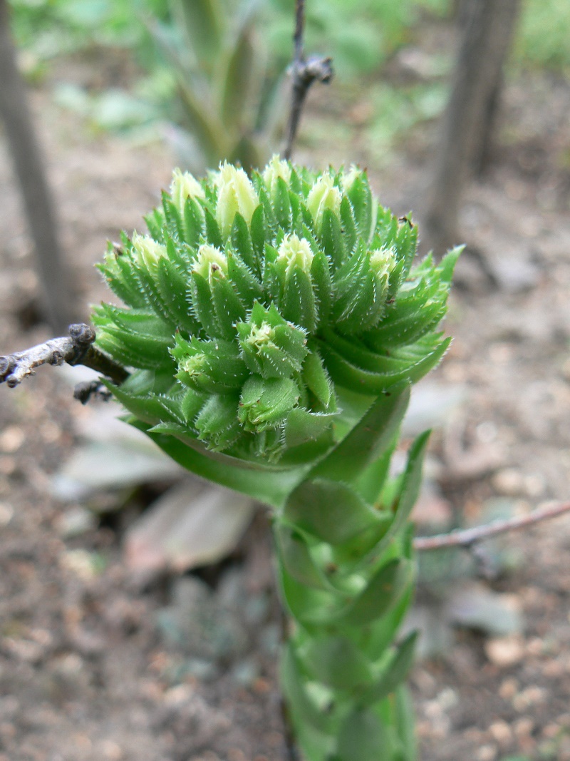 Image of genus Orostachys specimen.