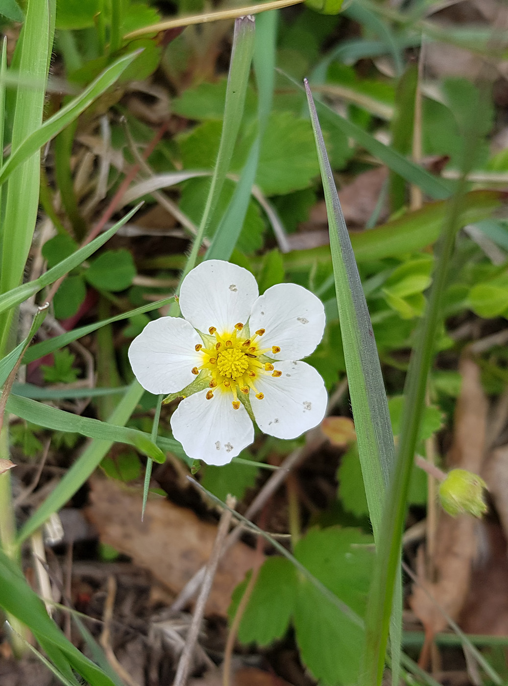 Image of Fragaria orientalis specimen.