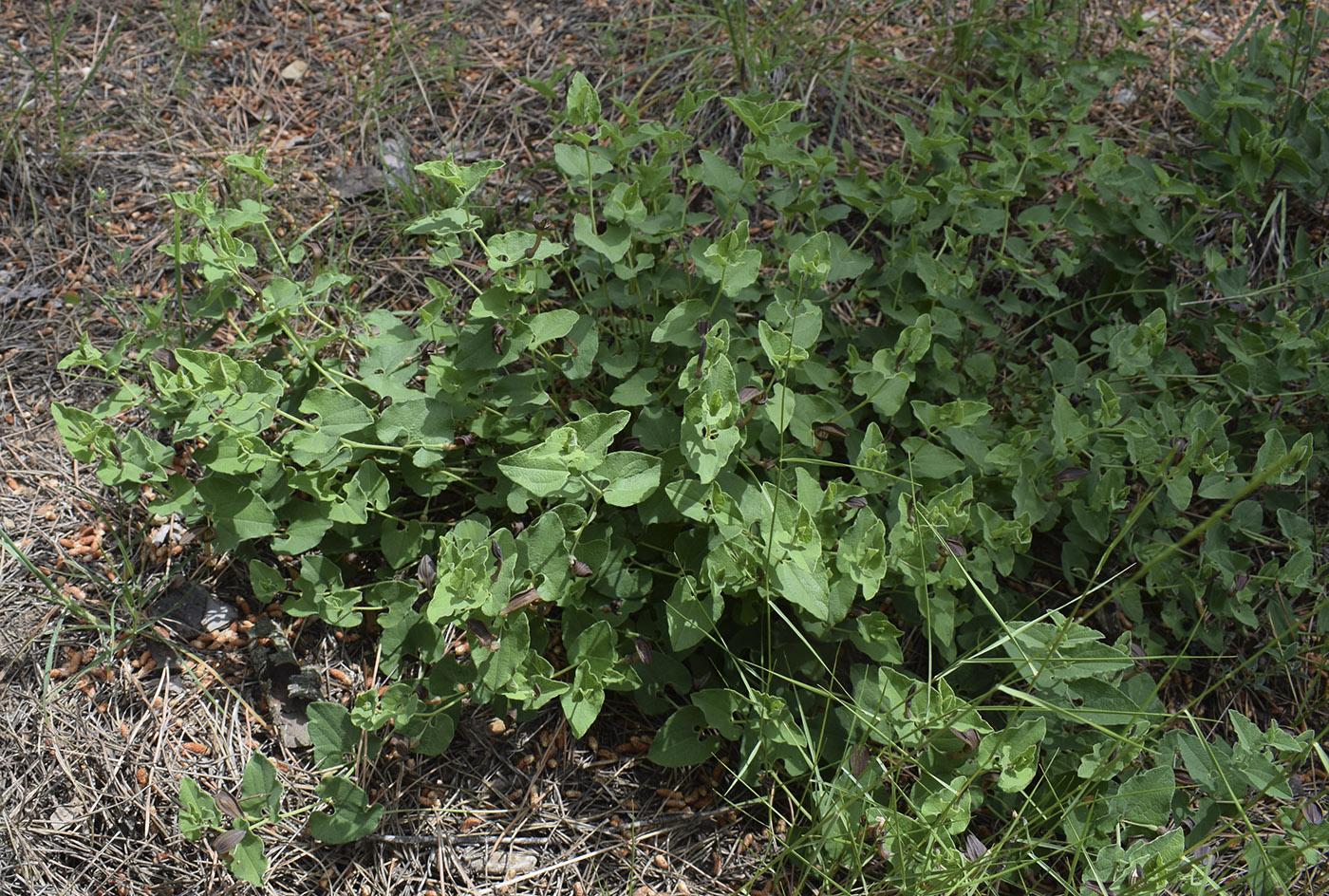 Image of Aristolochia pistolochia specimen.