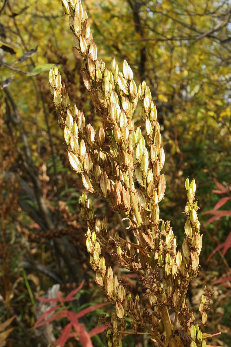 Image of Veratrum lobelianum specimen.