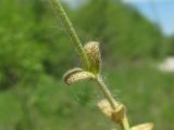 Cerastium glutinosum