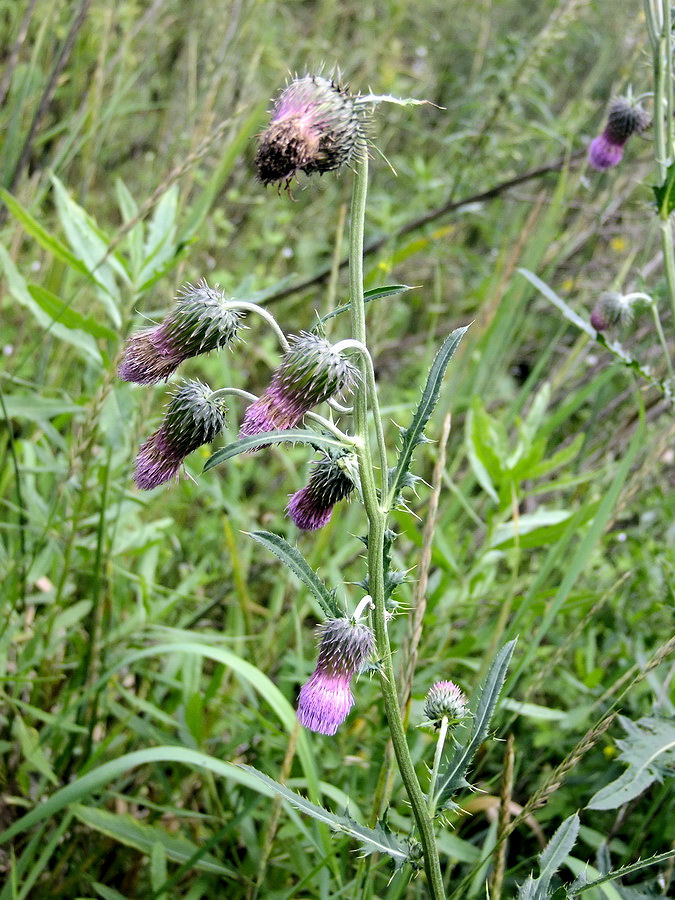 Image of Cirsium pendulum specimen.