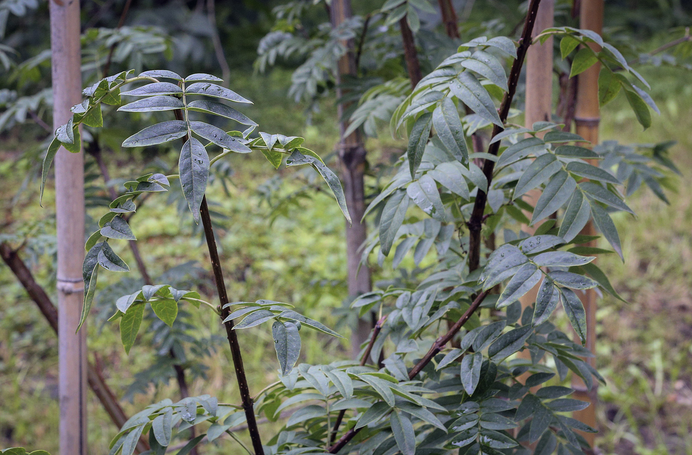 Image of Syringa pinnatifolia specimen.