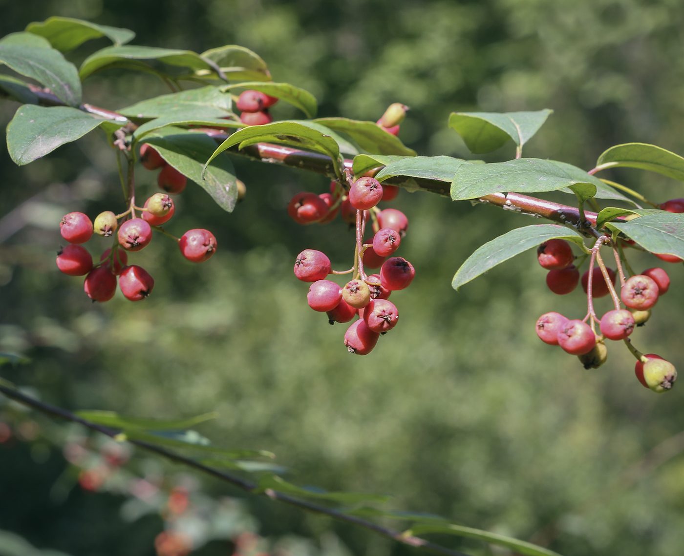 Изображение особи род Cotoneaster.