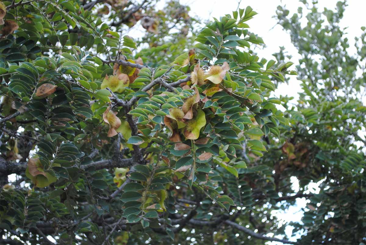 Изображение особи Pterocarpus angolensis.