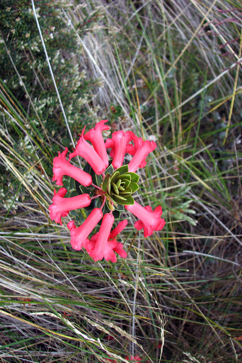 Image of genus Rhododendron specimen.