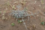 Ferula karelinii. Бутонизирующее растение. Узбекистан, Бухарская обл., экоцентр \"Джейран\", закреплённые пески. 3 мая 2022 г.