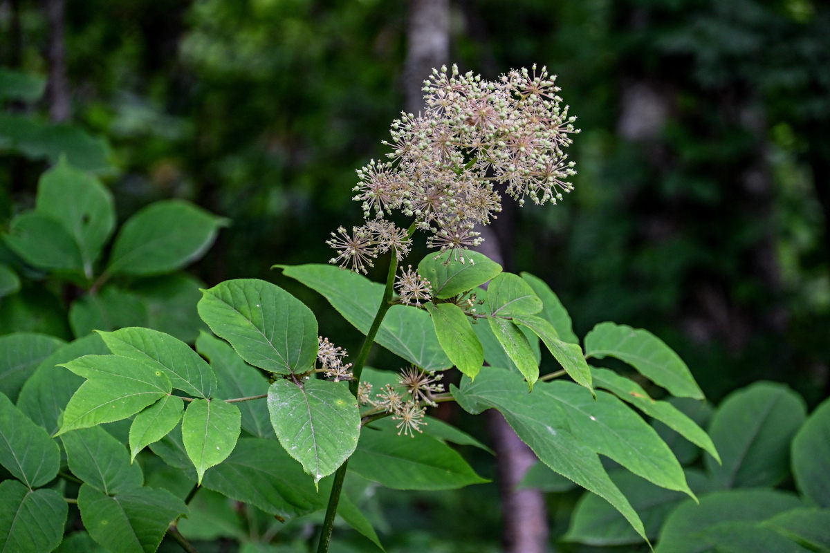 Image of Aralia cordata specimen.