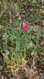 Papaver hybridum