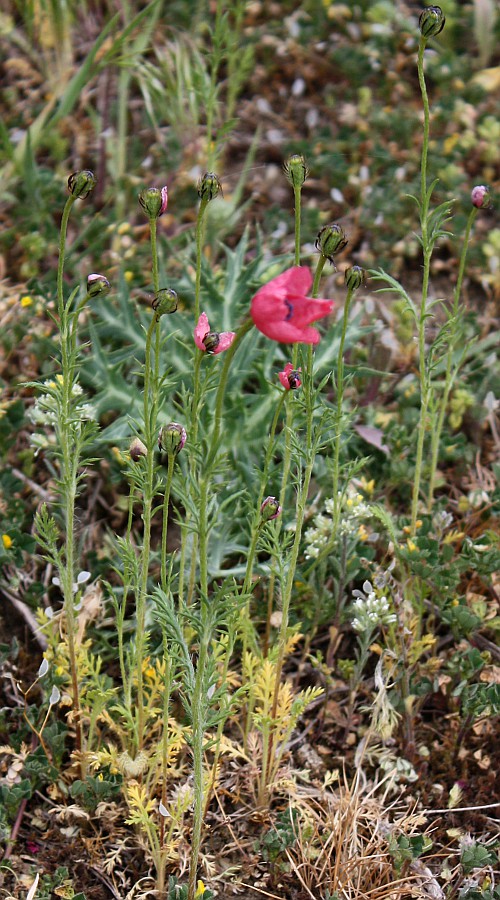 Изображение особи Papaver hybridum.