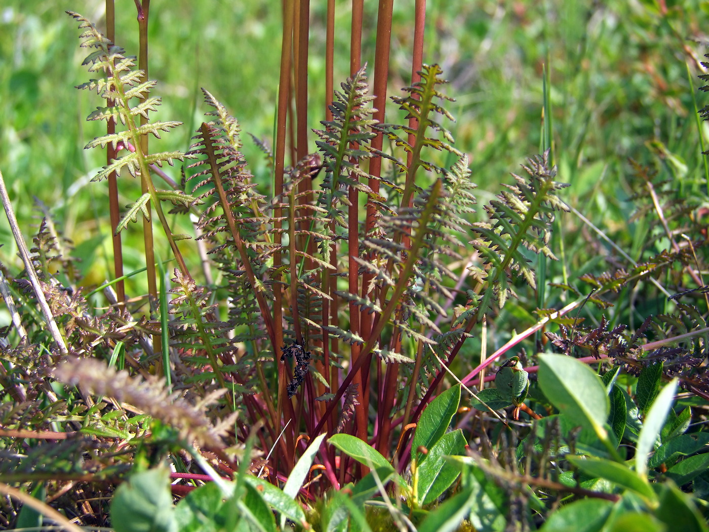 Image of Pedicularis nasuta specimen.