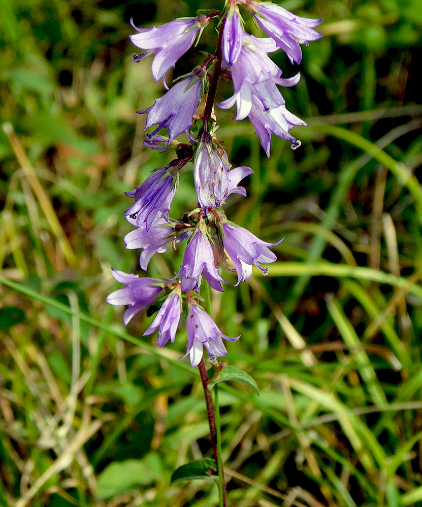 Изображение особи Campanula ruthenica.