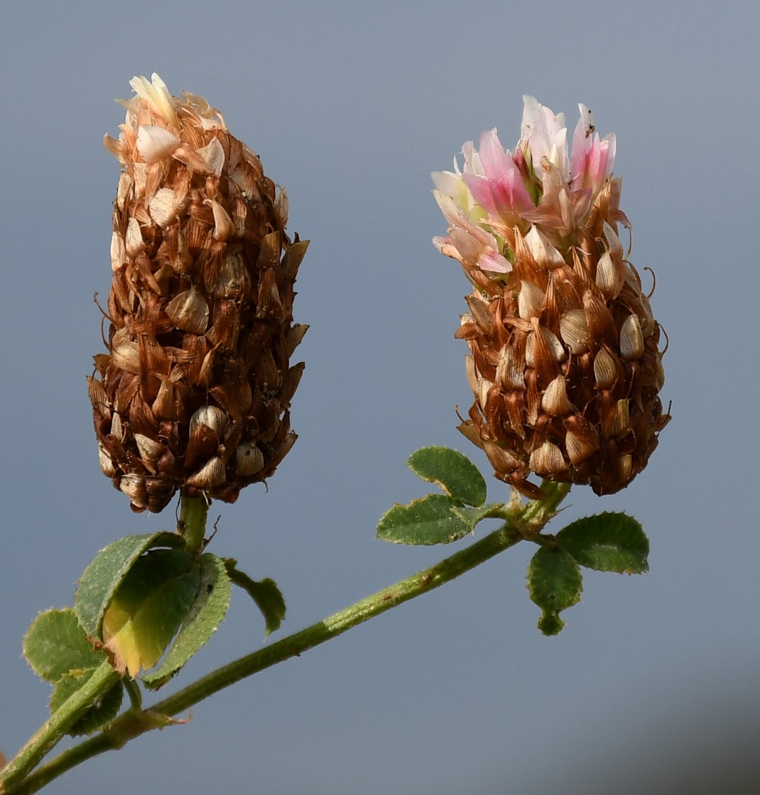 Изображение особи Trifolium argutum.