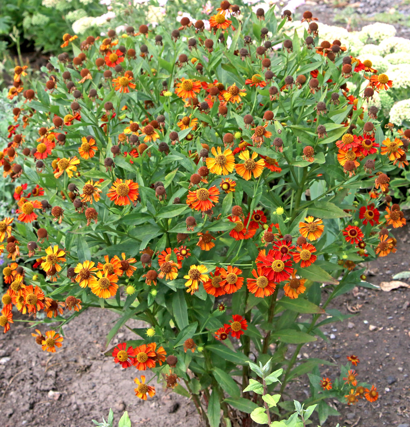 Изображение особи Helenium autumnale.