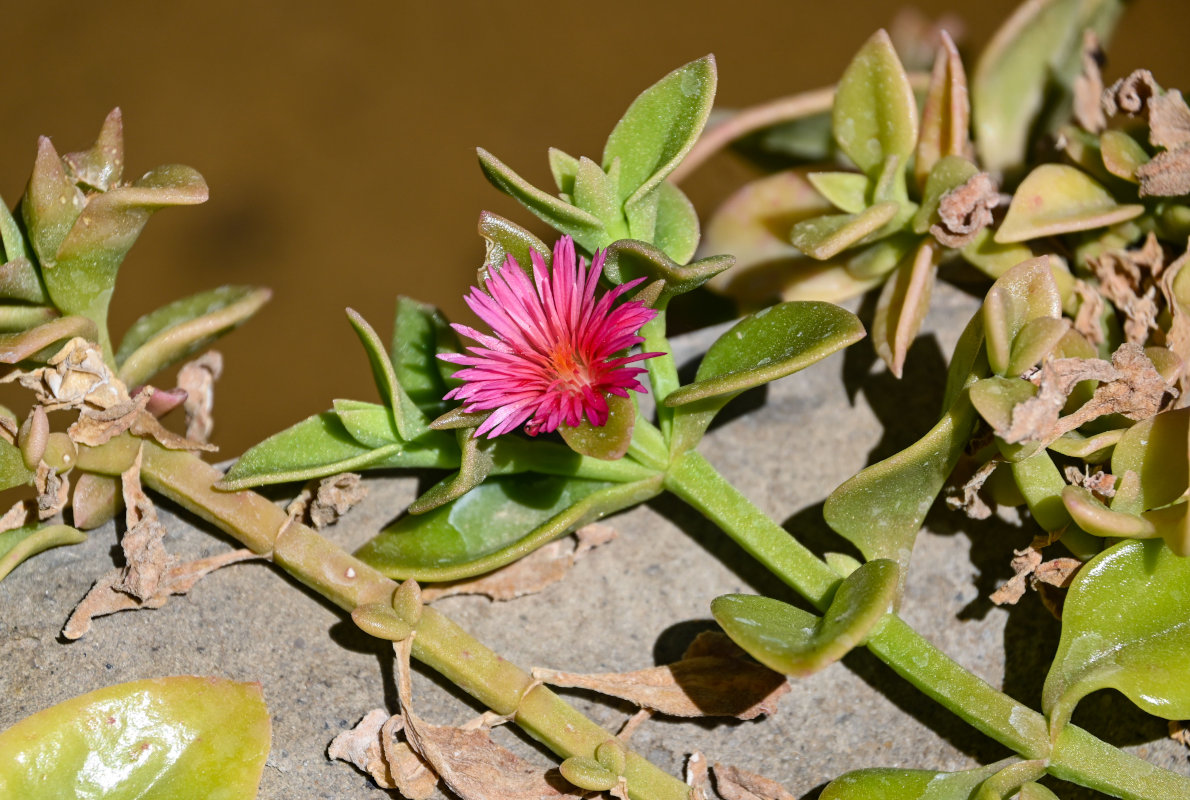 Image of Aptenia &times; vascosilvae specimen.