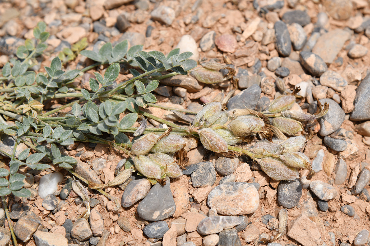 Image of Astragalus ferganensis specimen.