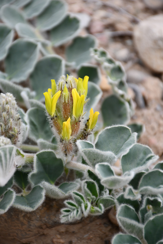 Image of Astragalus kahiricus specimen.