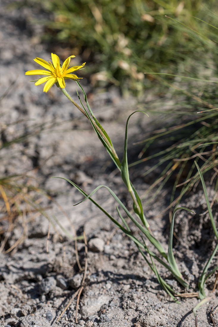 Image of genus Tragopogon specimen.