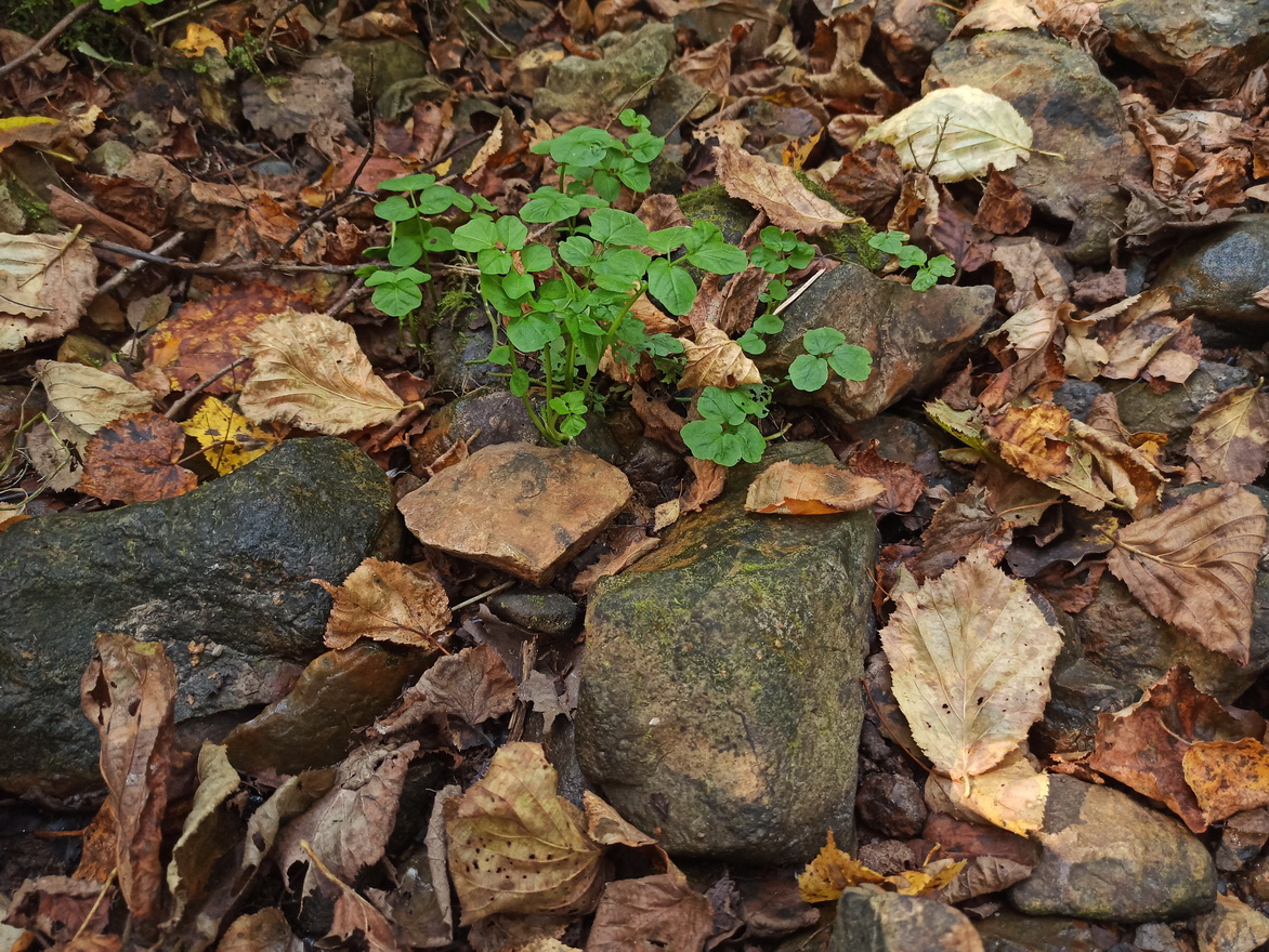 Image of Cardamine amara specimen.