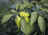 Capsicum annuum. Созревающие плоды и листья. Татарстан, Агрызский р-н, с. Красный Бор, огород. 30.09.2023.