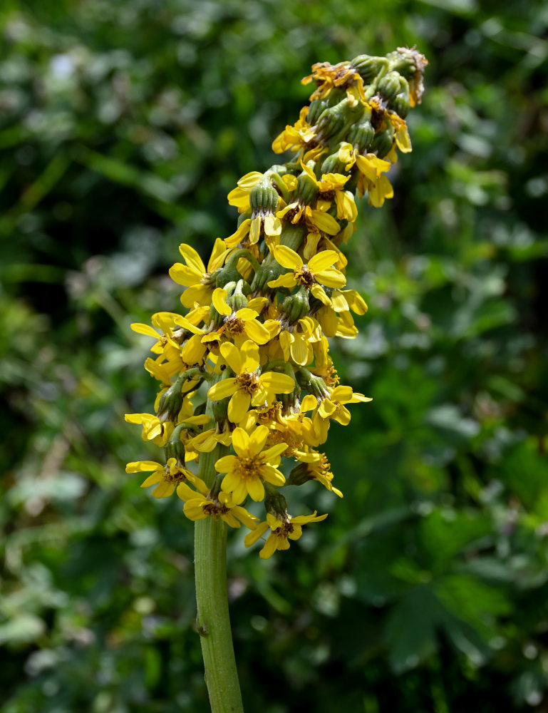 Изображение особи Ligularia alpigena.