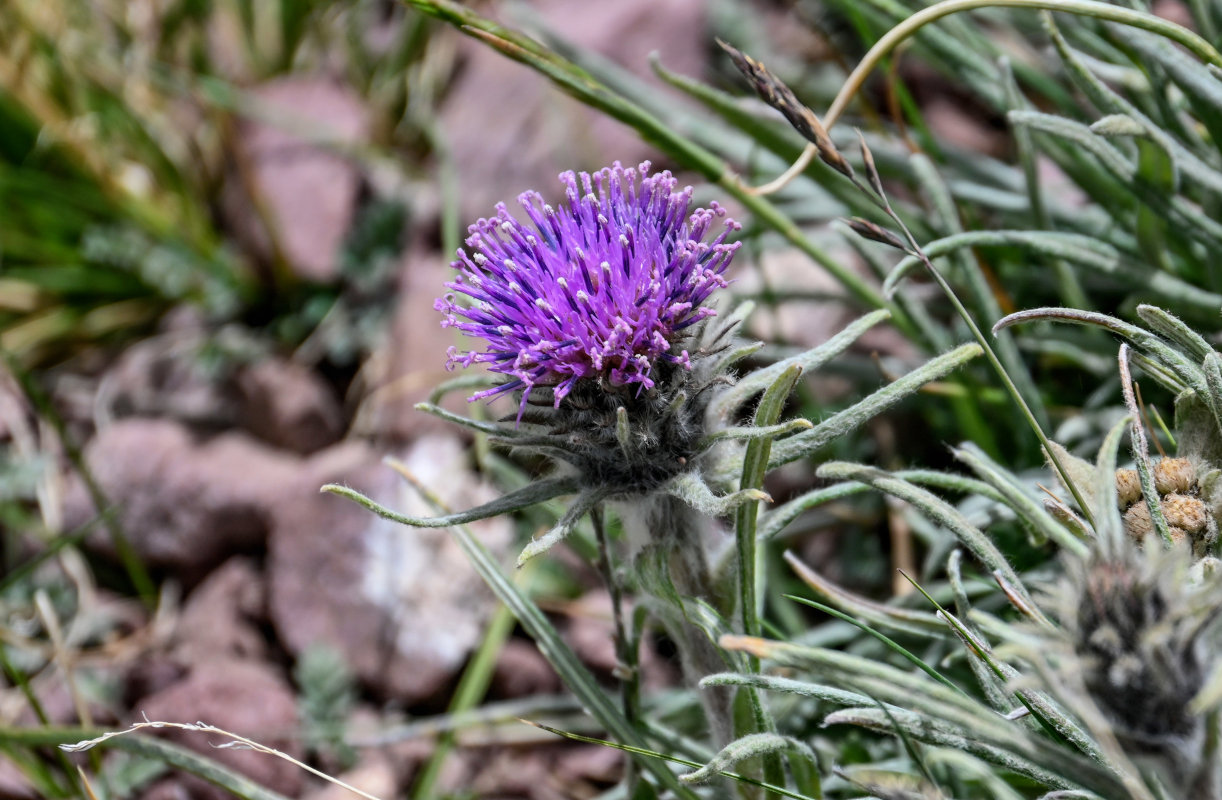 Image of Saussurea leucophylla specimen.