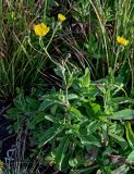 Sonchus arvensis