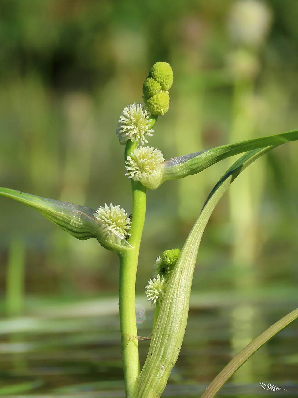 Image of Sparganium × longifolium specimen.