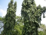 View full-size image Polyalthia longifolia