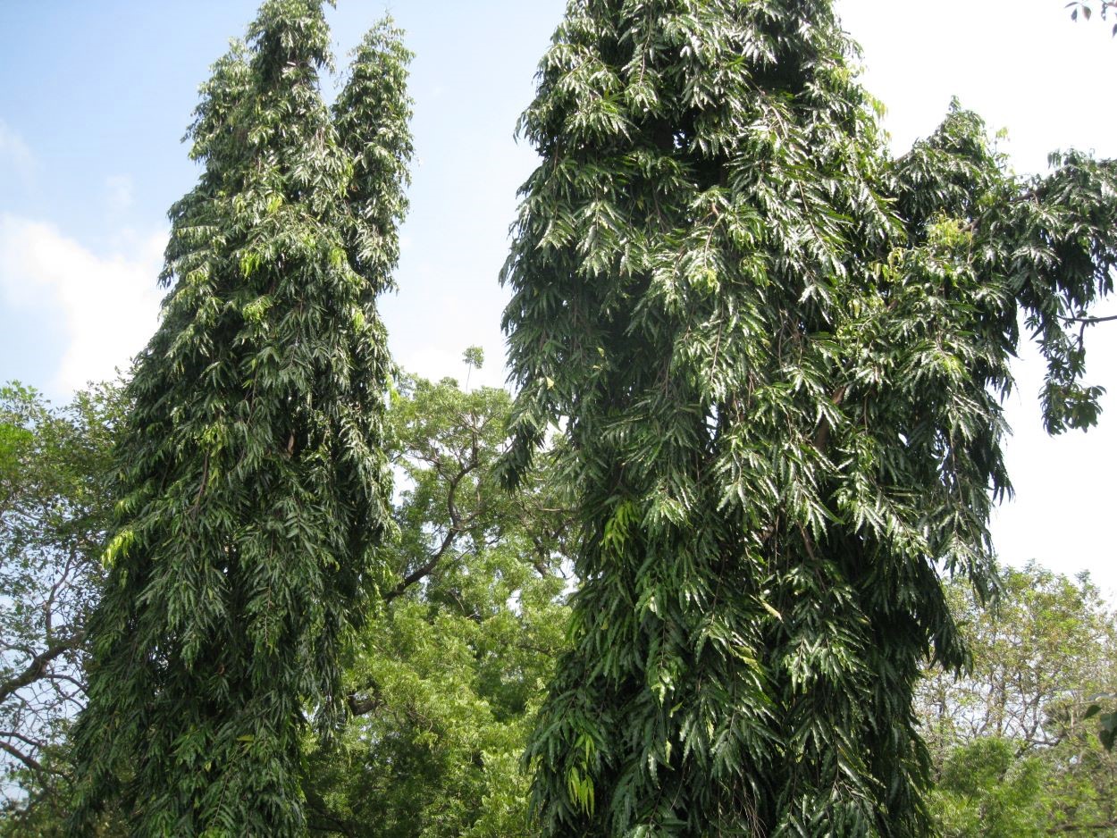 Изображение особи Polyalthia longifolia.