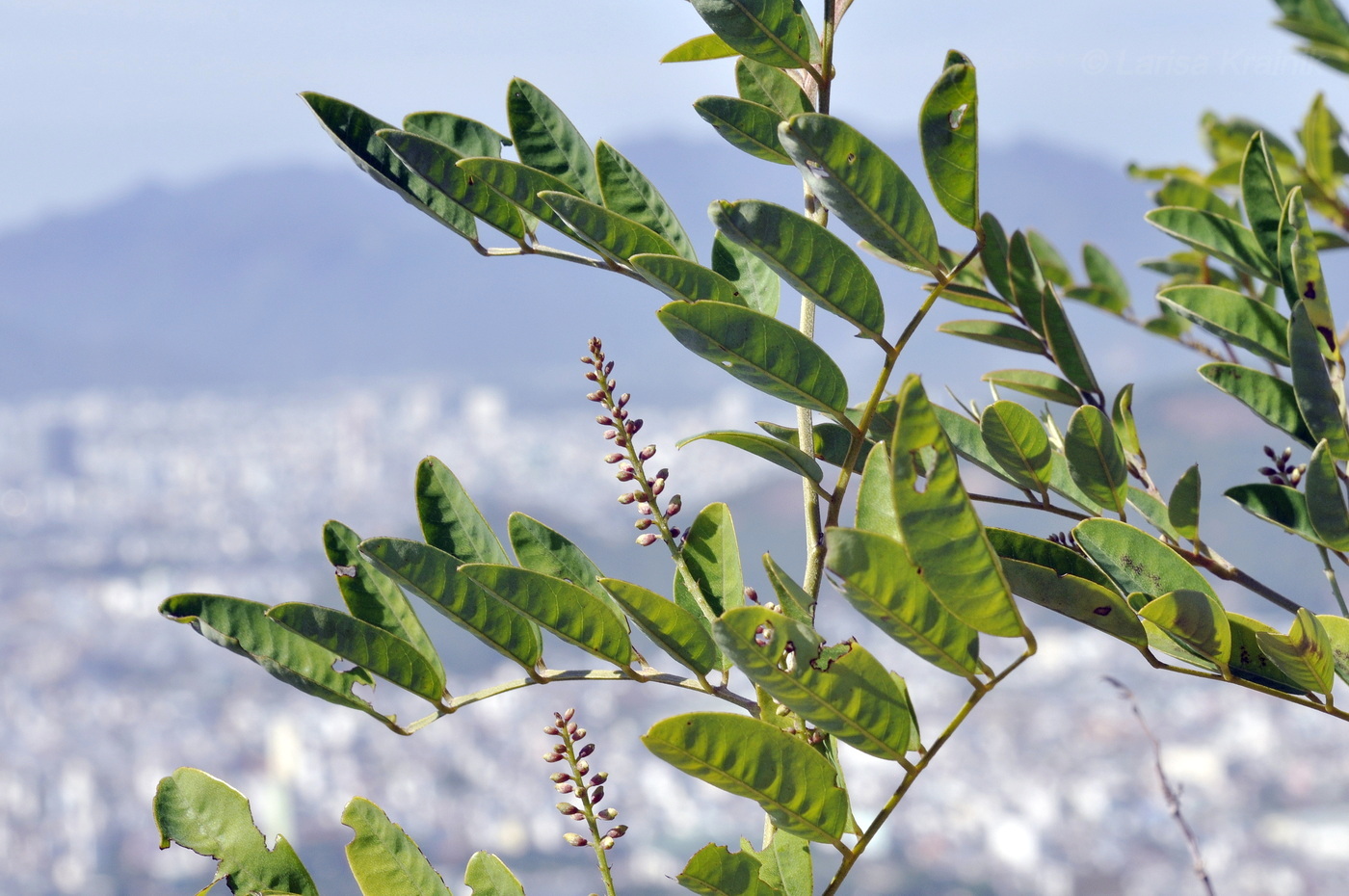 Изображение особи семейство Fabaceae.